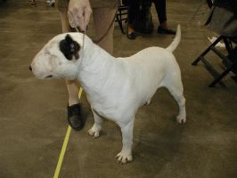 Bull Terrier